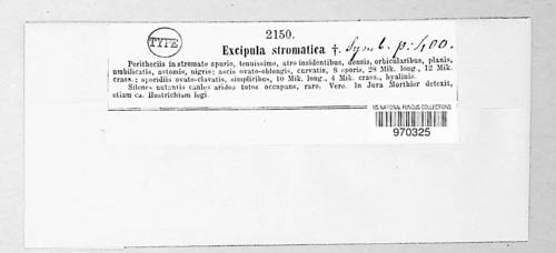 Discosphaerina image